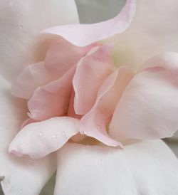 Close-up of pink rose