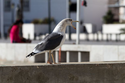 Close-up of seagull squawking while perching on retaining wall