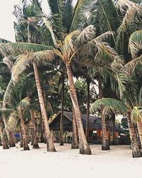 Palm trees on beach against sky