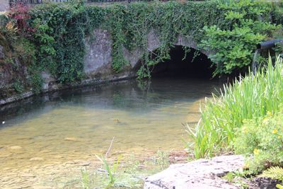 Scenic view of river in forest