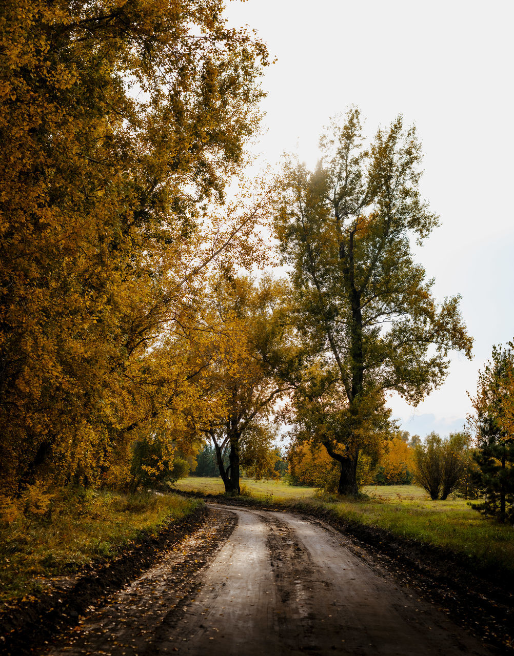 ROAD BY TREES DURING AUTUMN