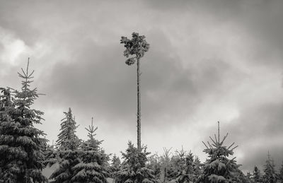 Low angle view of palm trees against sky