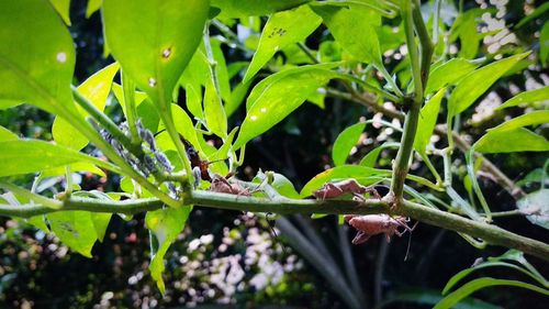 Close-up of wet plant