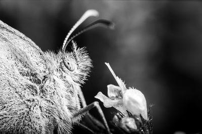 Close-up of butterfly pollinating on flower