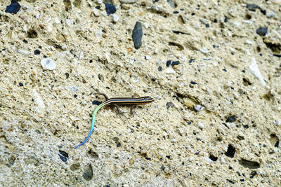 Close-up of lizard on sand