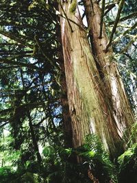 Low angle view of trees in forest