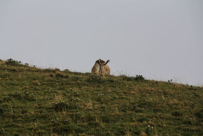 View of a horse on field