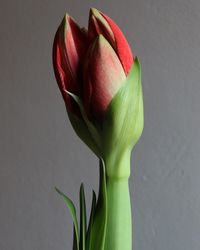 Close-up of tulip flower against white background