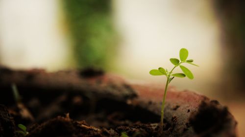 Close-up of young plant growing outdoors