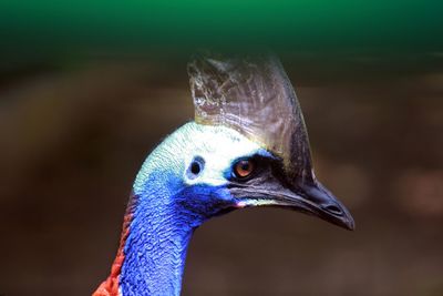 Close-up of cassowary