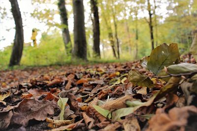 Close-up of dried leaves on tree trunk in forest