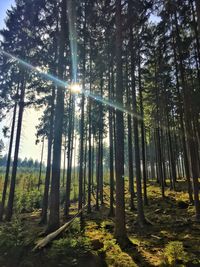 Low angle view of sunlight streaming through trees in forest