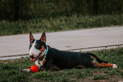 Dog looking away on field