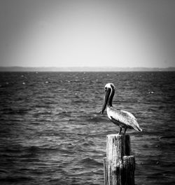 Bird perching on wooden post in sea against clear sky