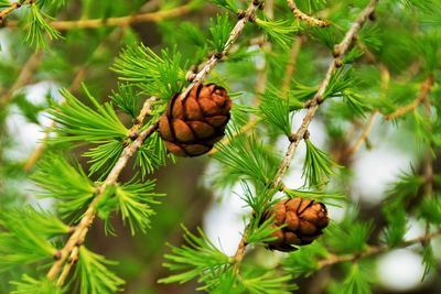 Close-up of pine cone on tree