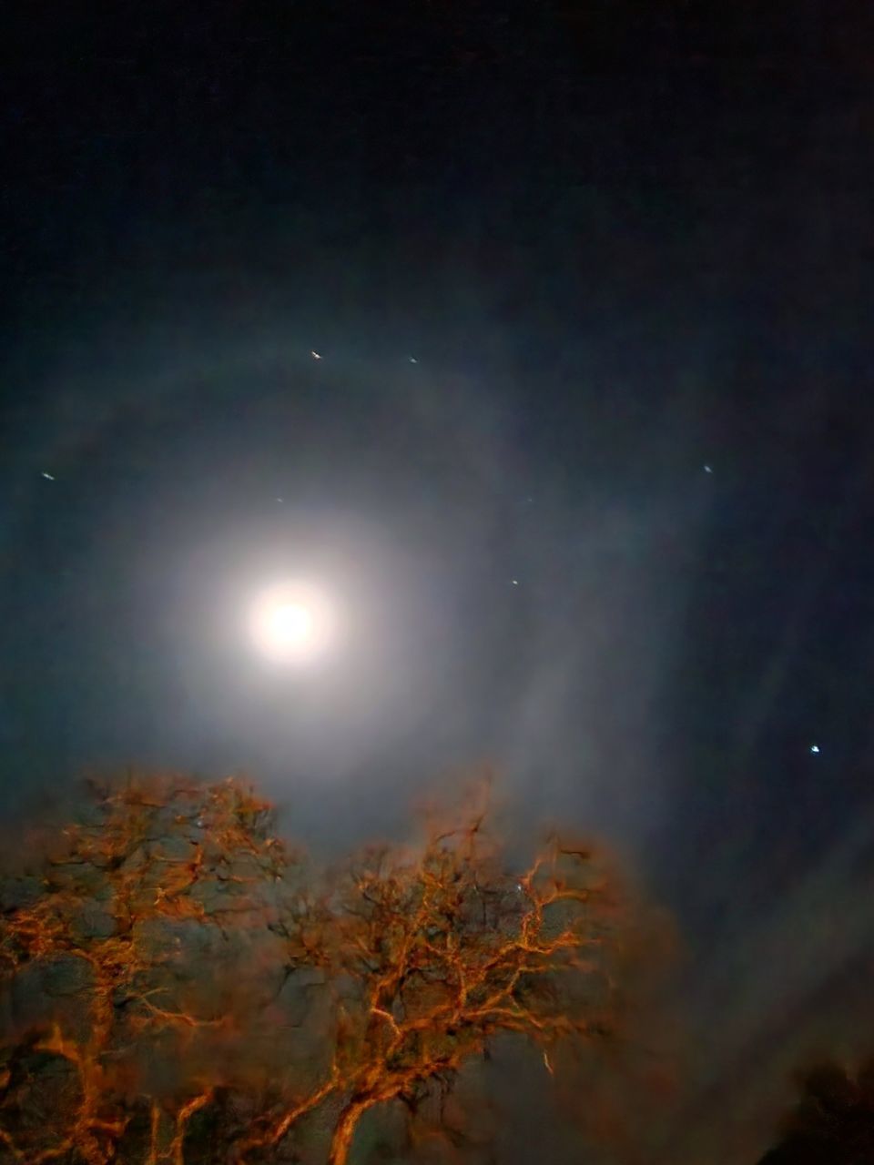 sky, night, astronomical object, tree, moon, nature, star, astronomy, space, beauty in nature, plant, no people, scenics - nature, moonlight, tranquility, full moon, outdoors, tranquil scene, illuminated, darkness, low angle view, forest, environment