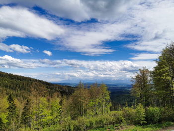 Scenic view of forest against sky