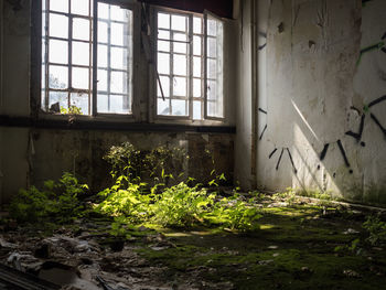Plants in abandoned room