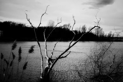 Close-up of bare tree by lake against sky