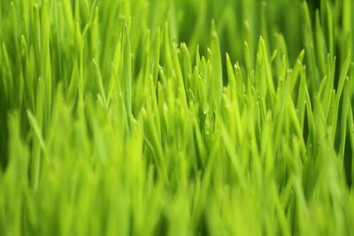 Full frame shot of grass