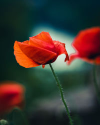 Close-up of red rose