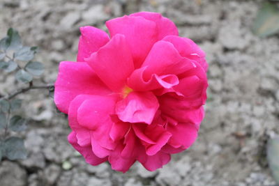 Close-up of pink flower blooming outdoors