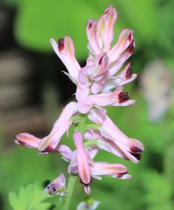Close-up of pink flower
