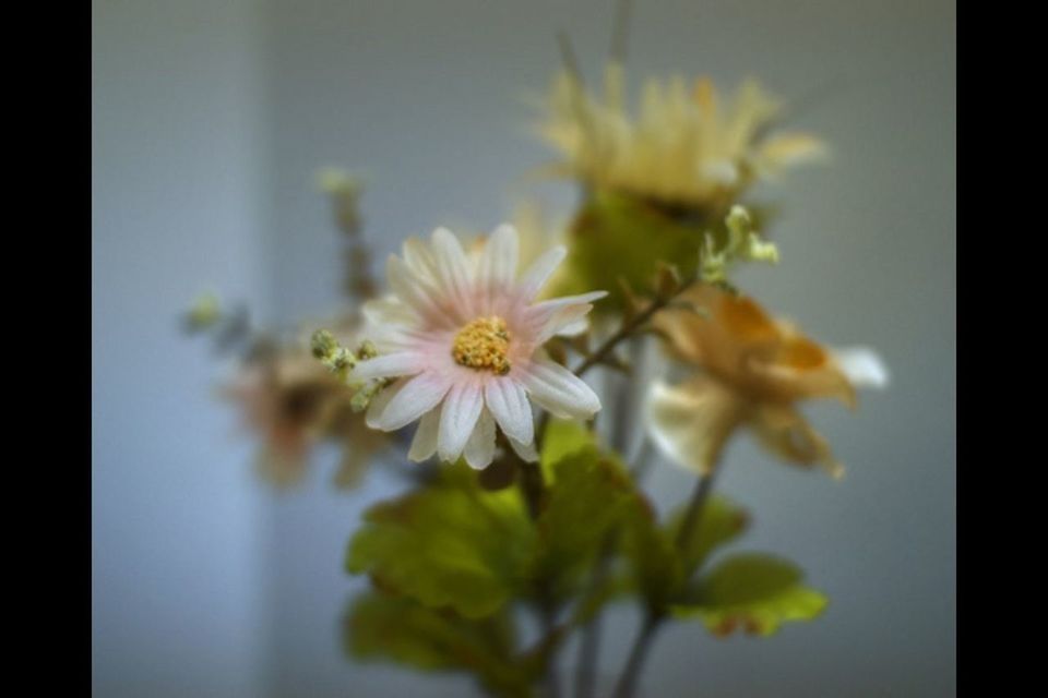 flower, freshness, petal, fragility, flower head, growth, beauty in nature, close-up, focus on foreground, blooming, nature, plant, selective focus, in bloom, stem, blossom, white color, pollen, no people, yellow