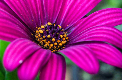 Close-up of purple flower