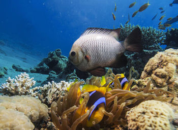 Fish swimming in sea