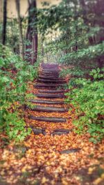 Walkway amidst trees in forest