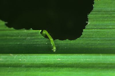 Close-up of green grass