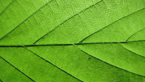 Full frame shot of leaf