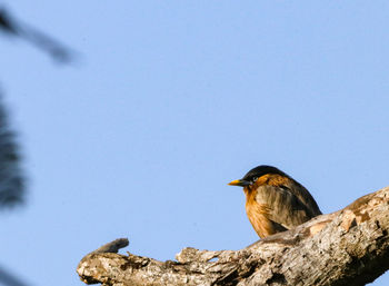 Low angle view of bird perching on rock