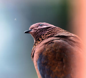 Close-up of mourning dove