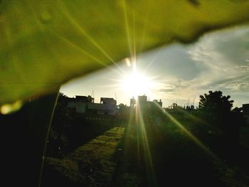 Sun shining through trees