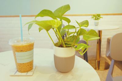 Close-up of potted plant on table