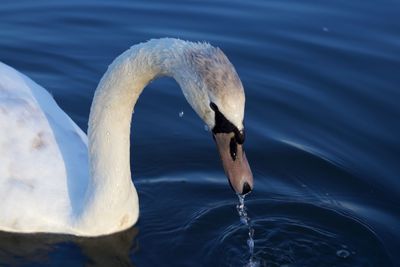 Close-up of swan swimming in lake