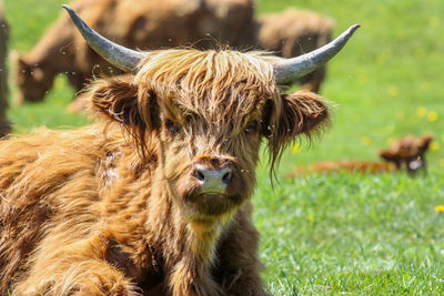 Cute cattle looking at camera