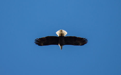 Bird flying against clear sky