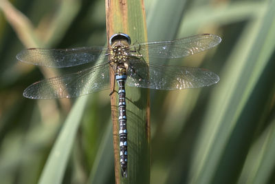 Close-up of damselfly on plant