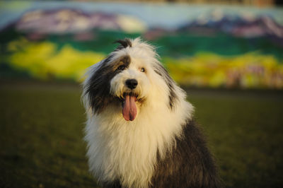 Old english sheepdog sticking out tongue