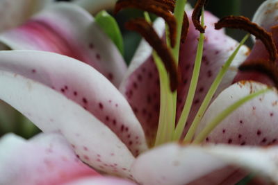 Close-up of pink flower