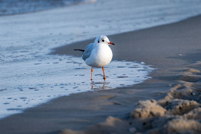 Gull on beach in sunshine