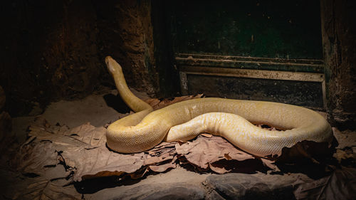 High angle view of snake on field