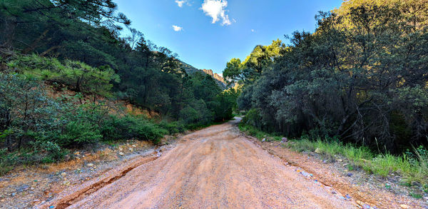 Road amidst trees in forest against sky