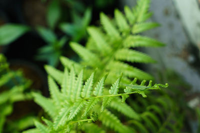 Close-up of fern leaves