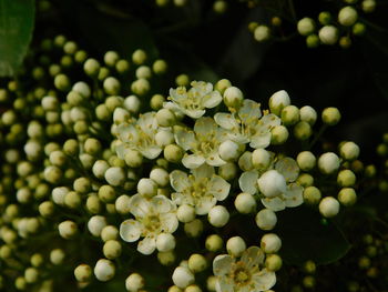 Close-up of white flowering plants