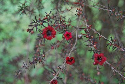 Close-up of red berries on tree