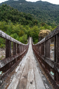 Footbridge amidst trees in forest